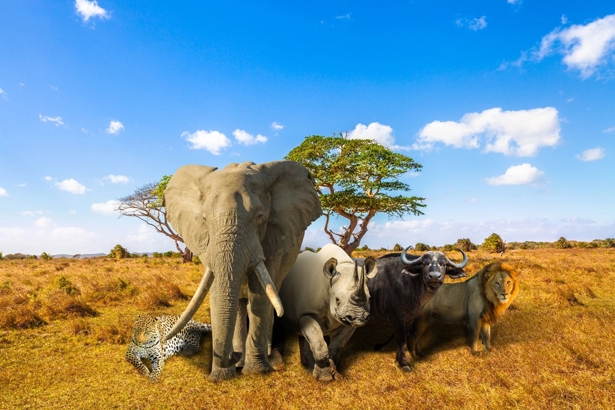 African conservation success wildlife sanctuary