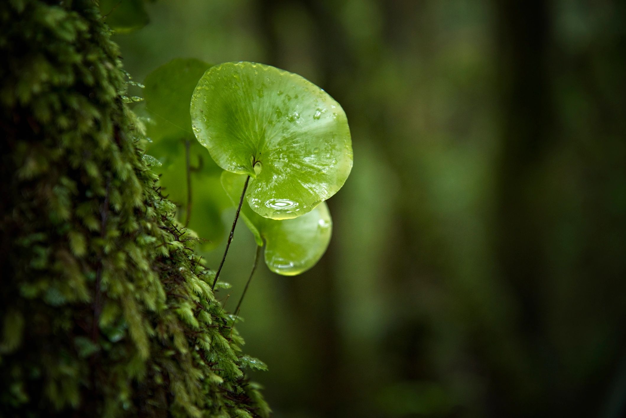 biodiversity conservation