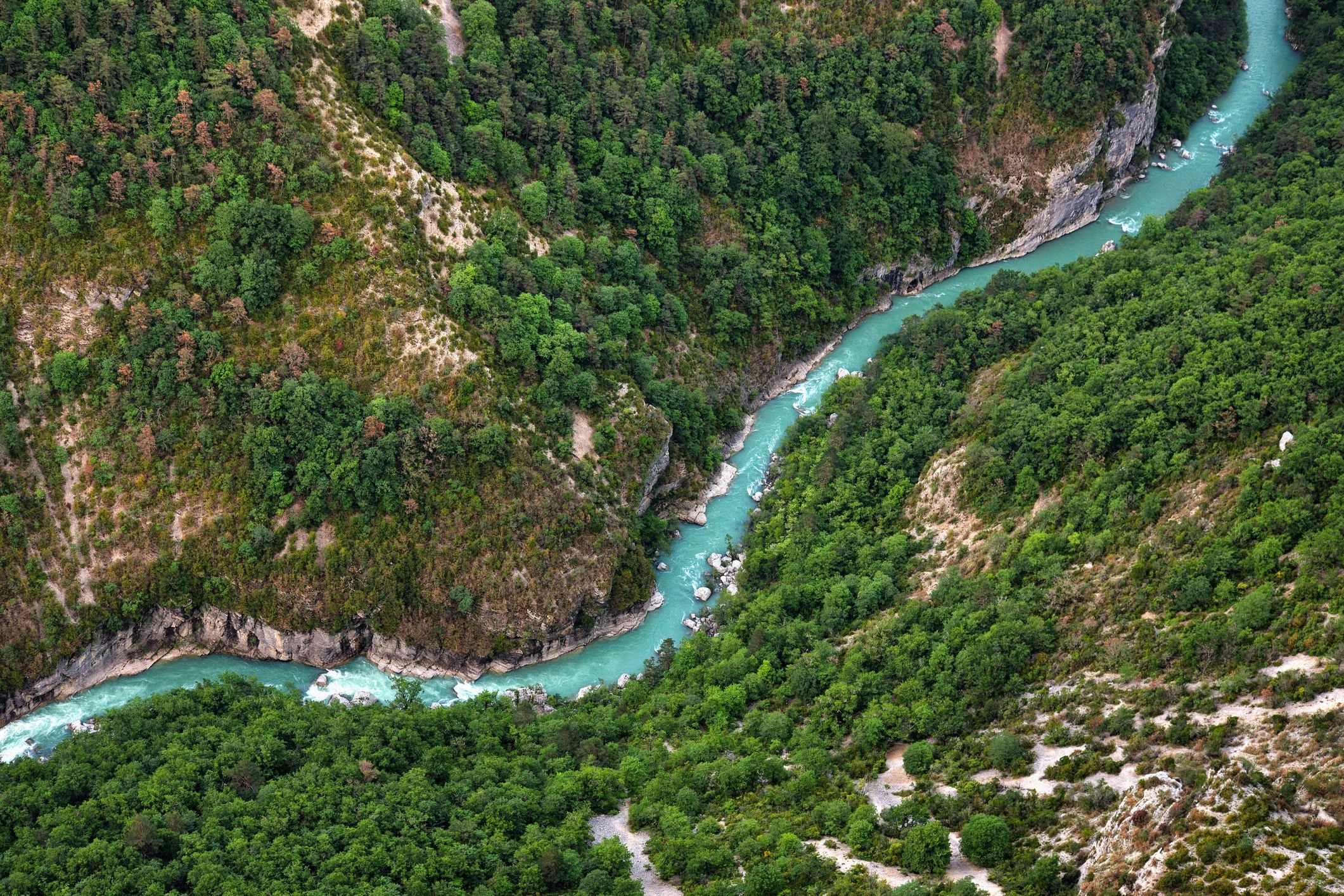 Biodiversity conservation policy – rainforest landscape