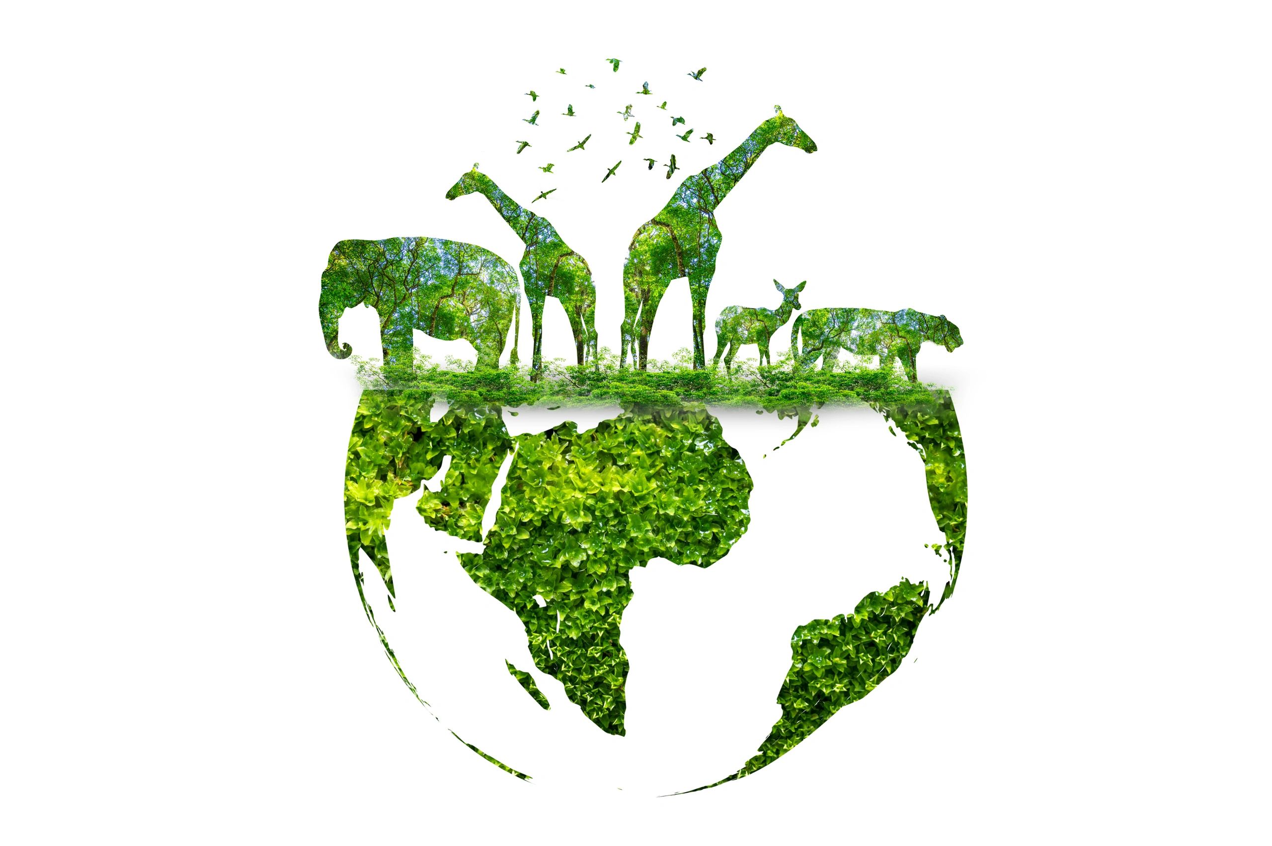 Wildlife law – rangers in the field