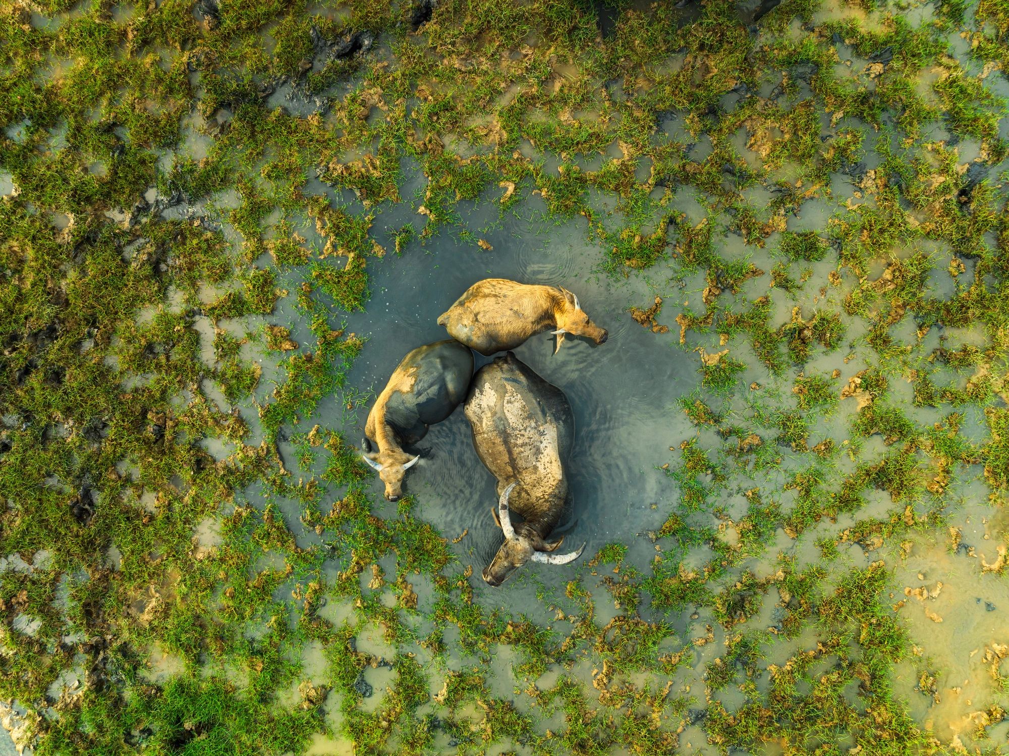 Environmental policy – elephant migration
