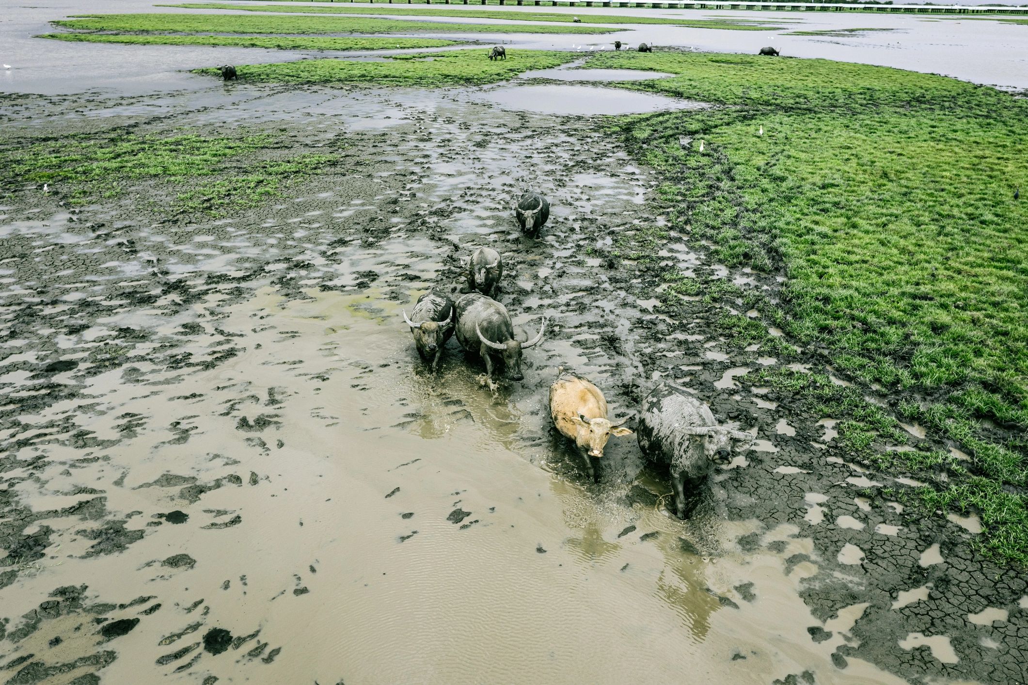 Wildlife policy – rhino in protected reserve