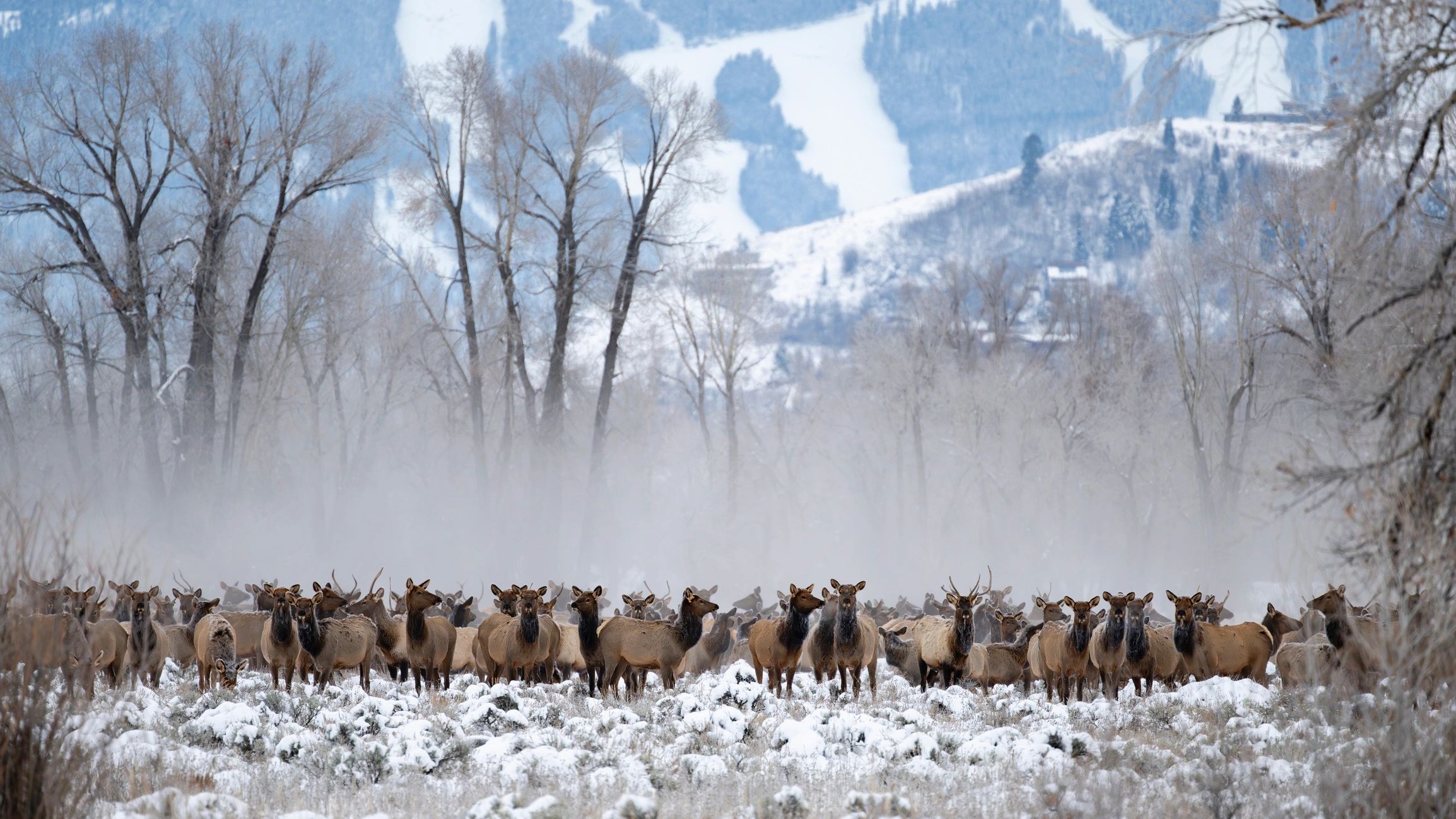 wildlife management controversy