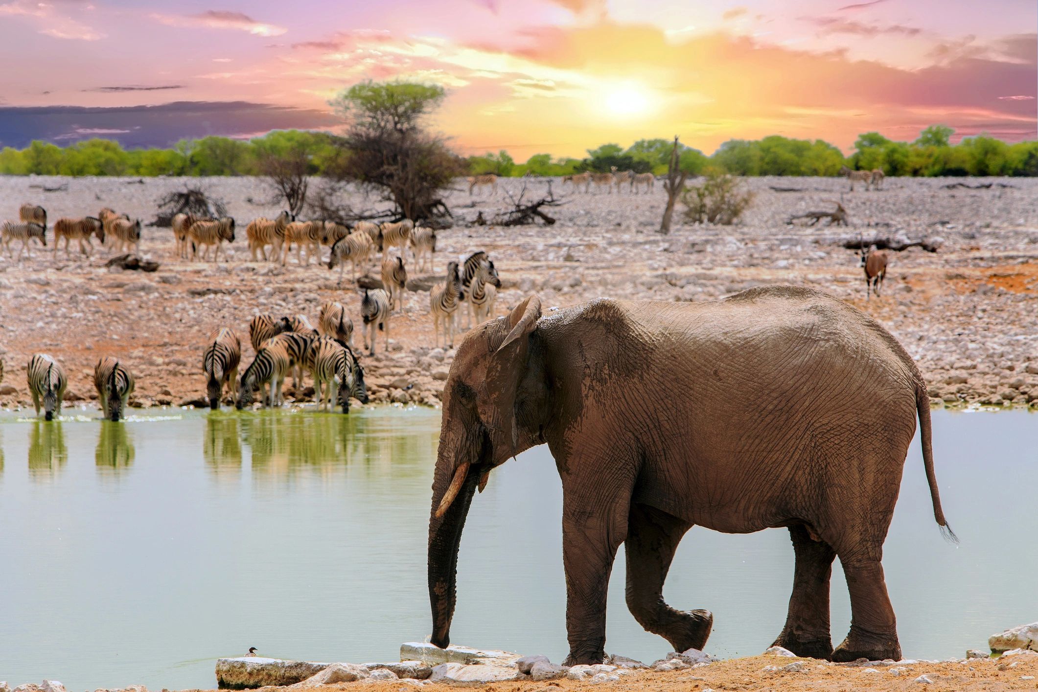 wildlife conservation concept