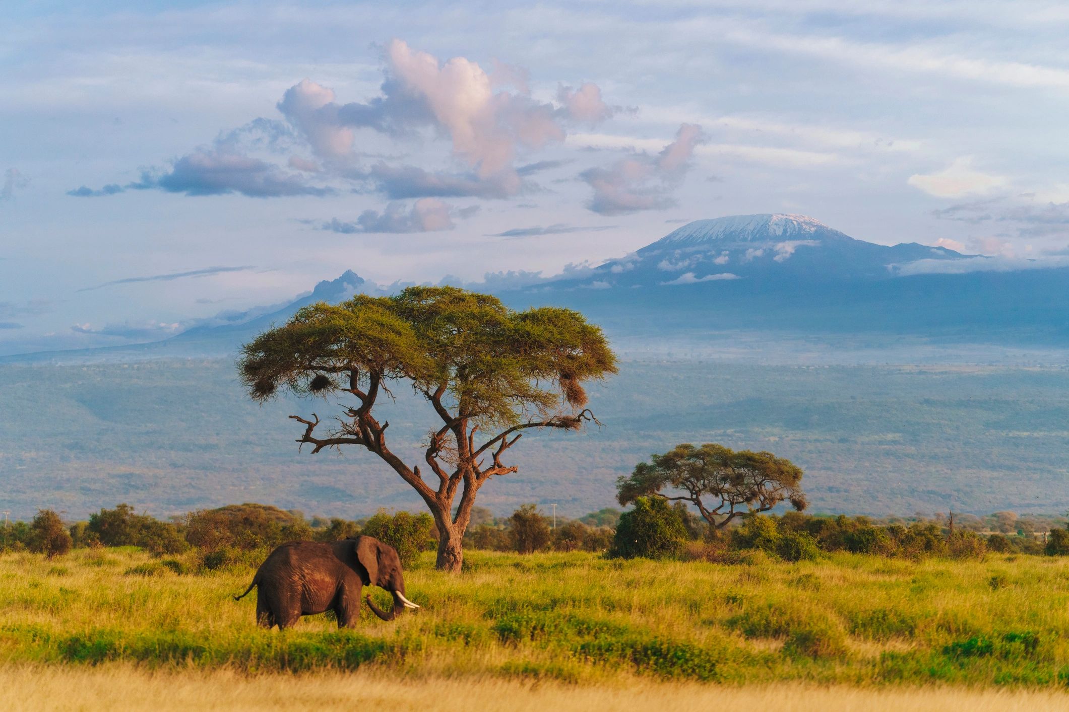 African wildlife landscape savanna elephants conservation