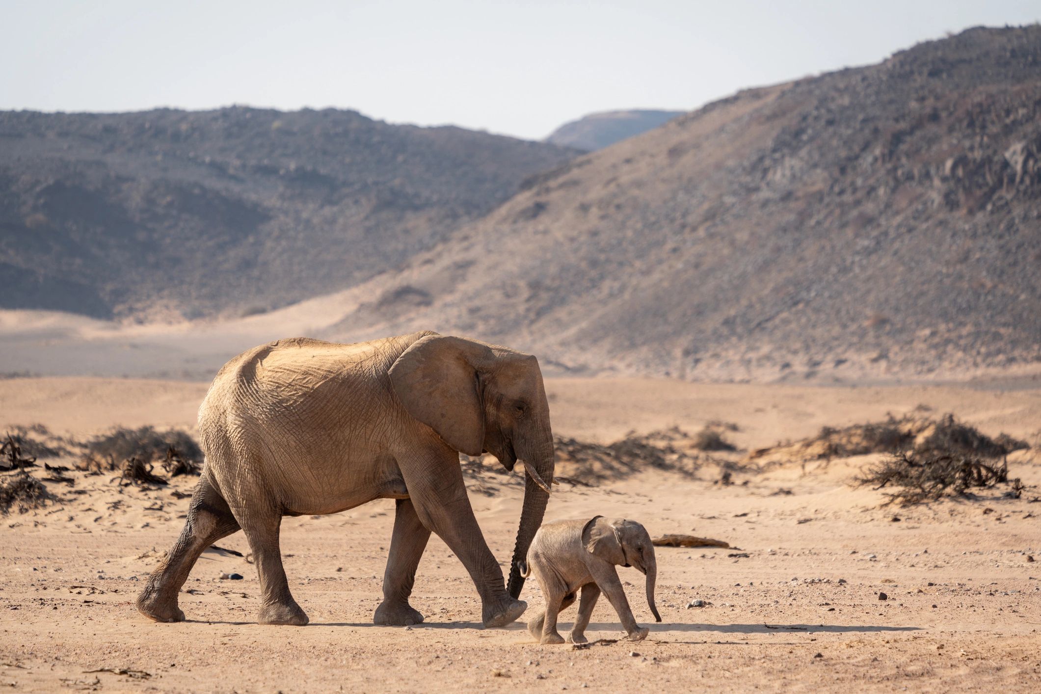 wildlife conservation concept