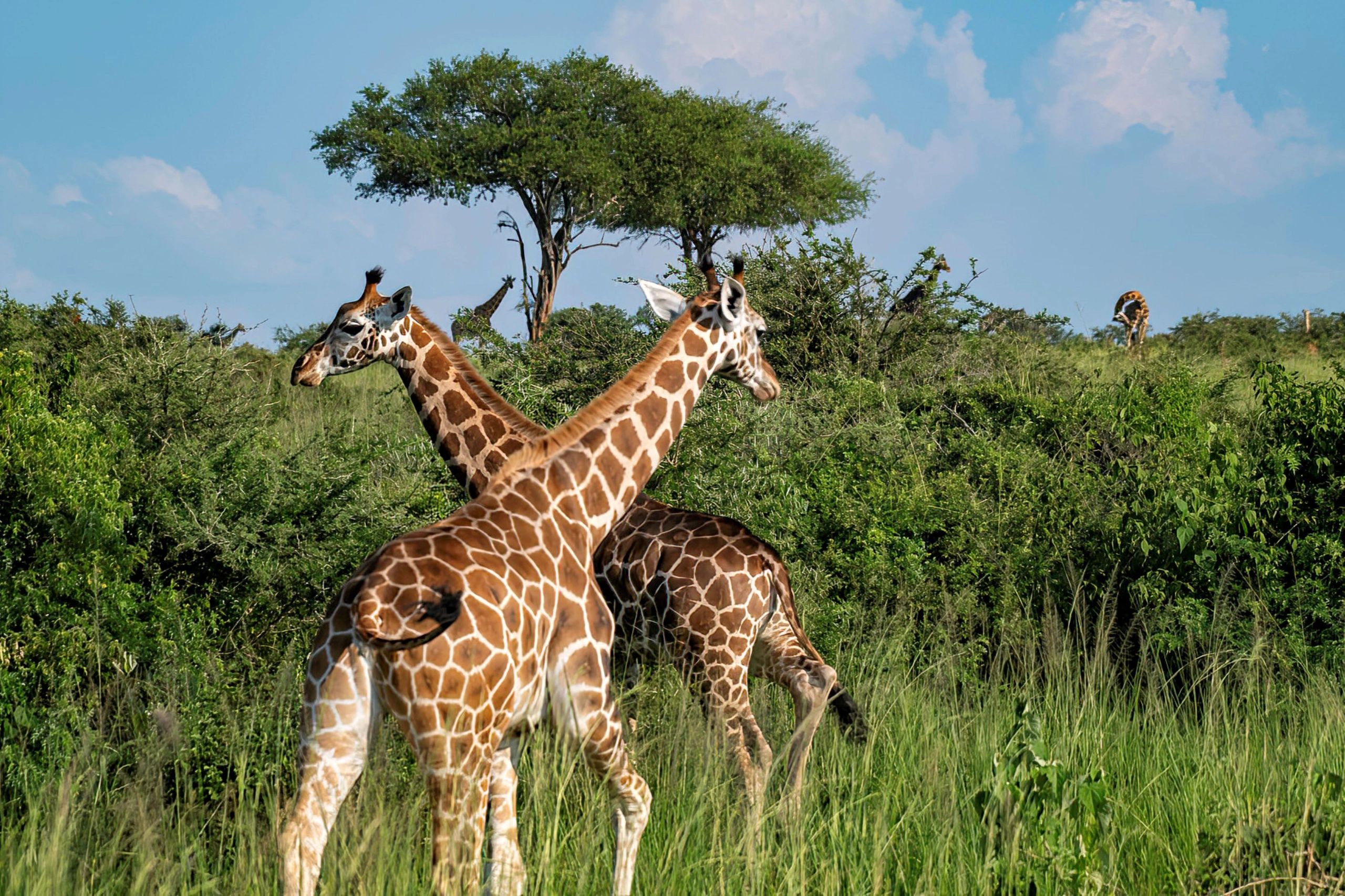 wildlife conservation concept