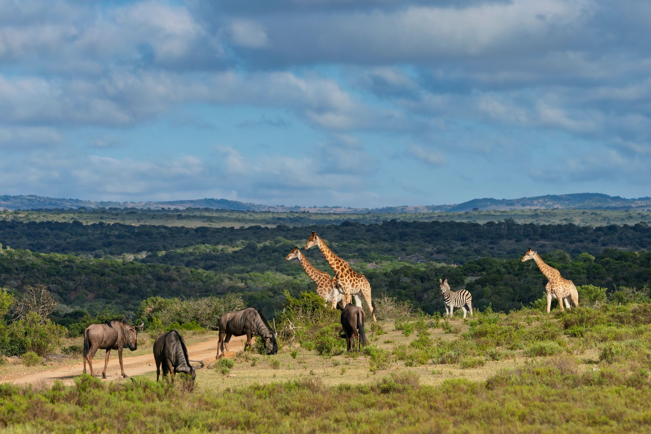wildlife conservation concept