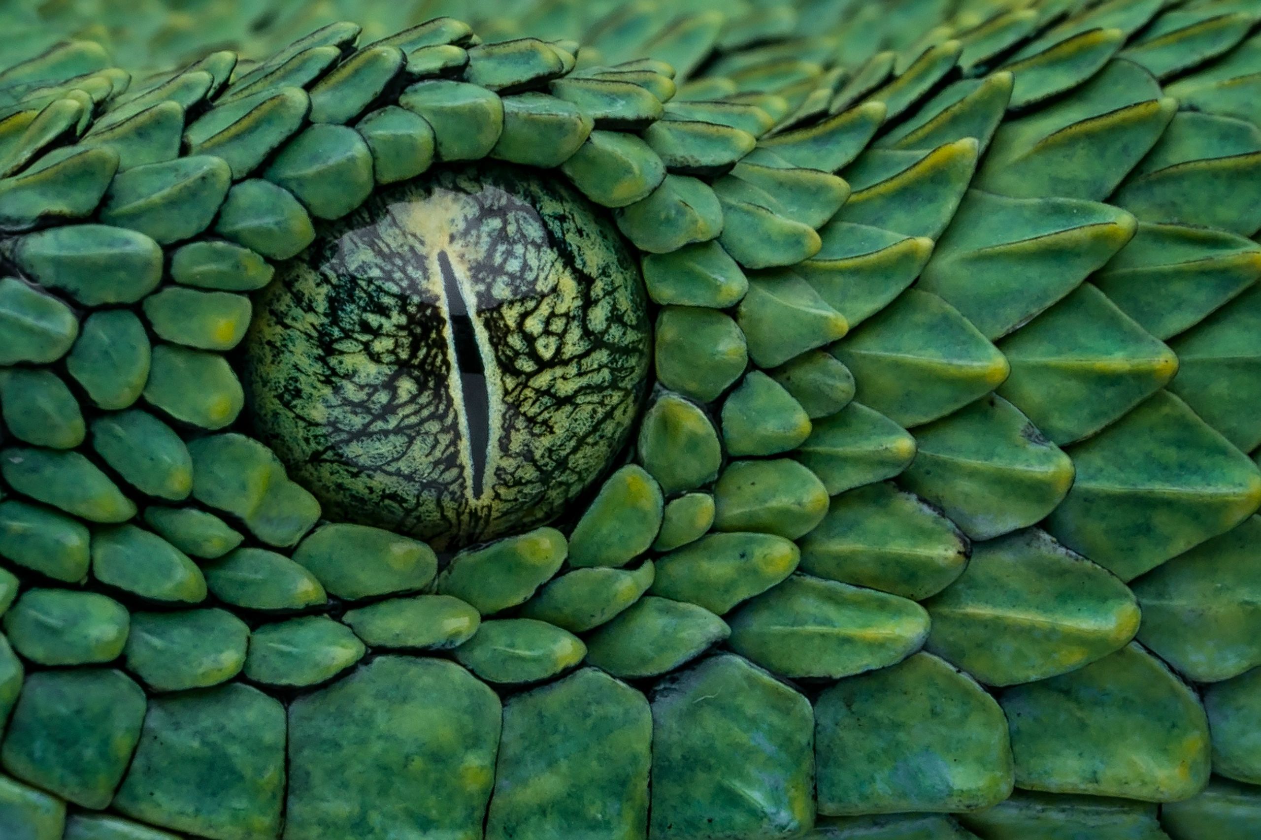 wildlife photography animal