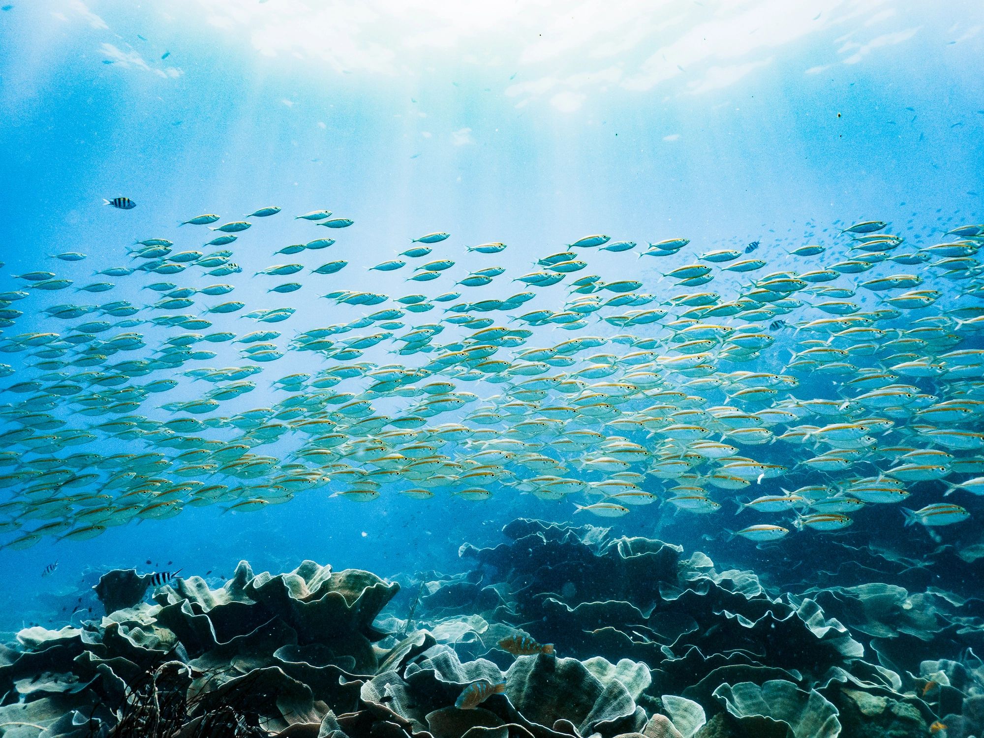 biodiversity conservation