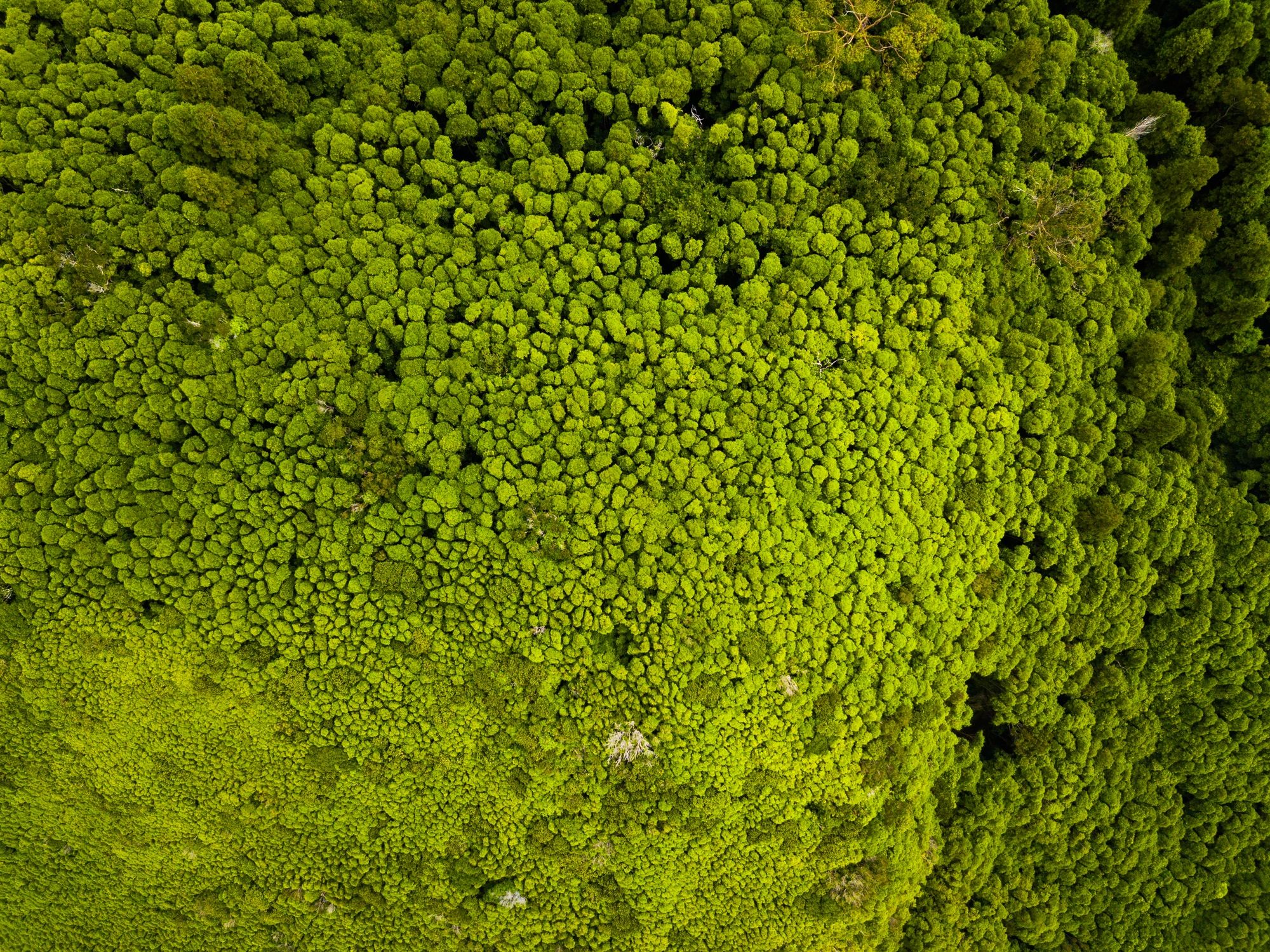 rewilding nature biodiversity